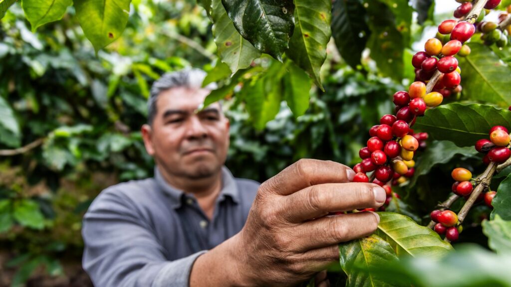 Todos Sembramos Café