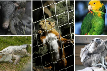 Una Batalla Crucial: La Caza Furtiva y el Tráfico de Fauna Silvestre por Hjalmar Jesus Gibelli Gómez