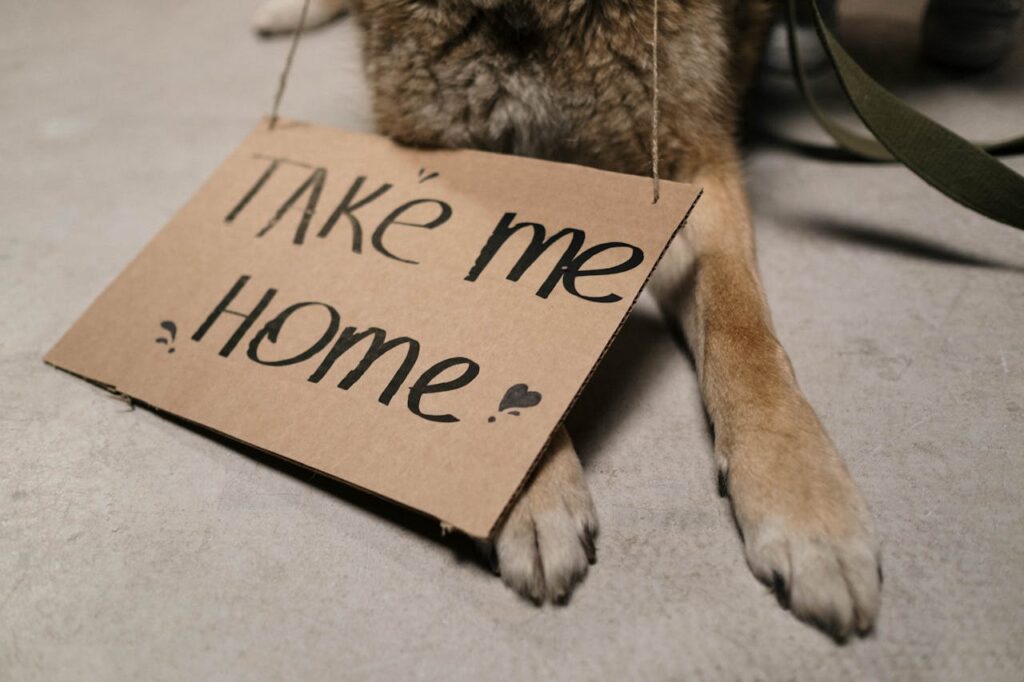 aumento en adopciones
