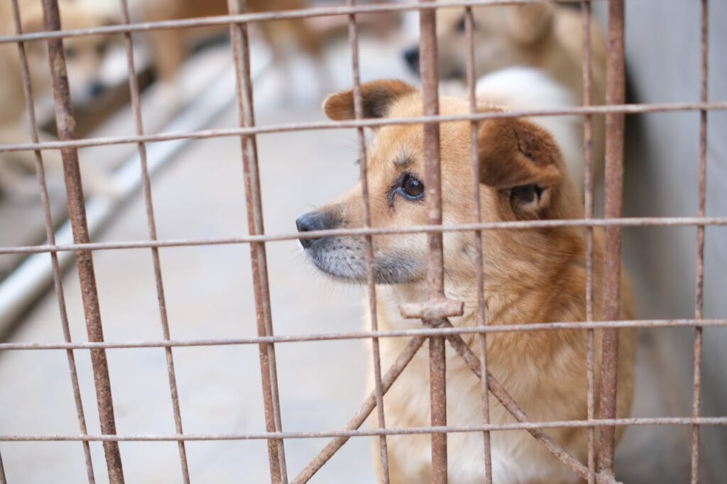 adopción responsable