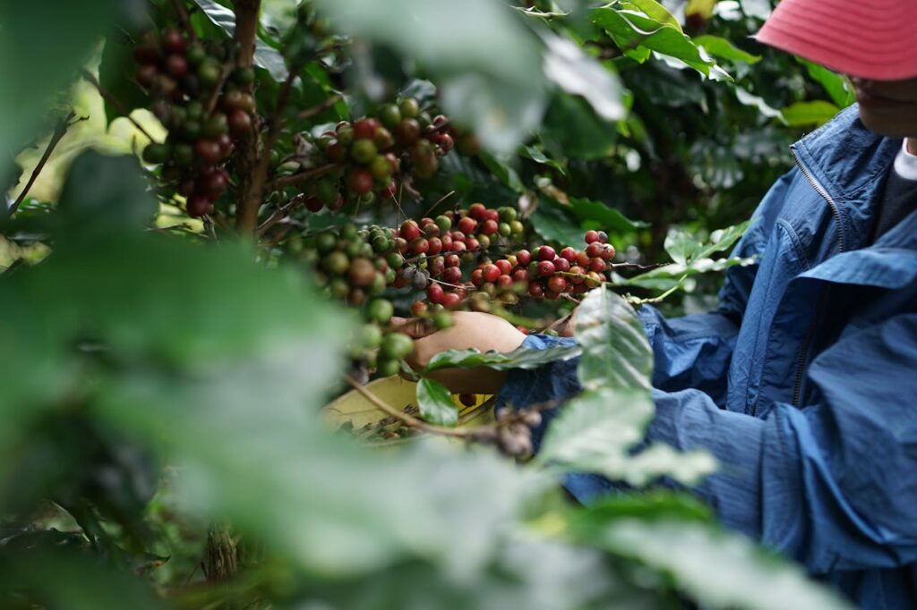 Agricultura Regenerativa para el café
