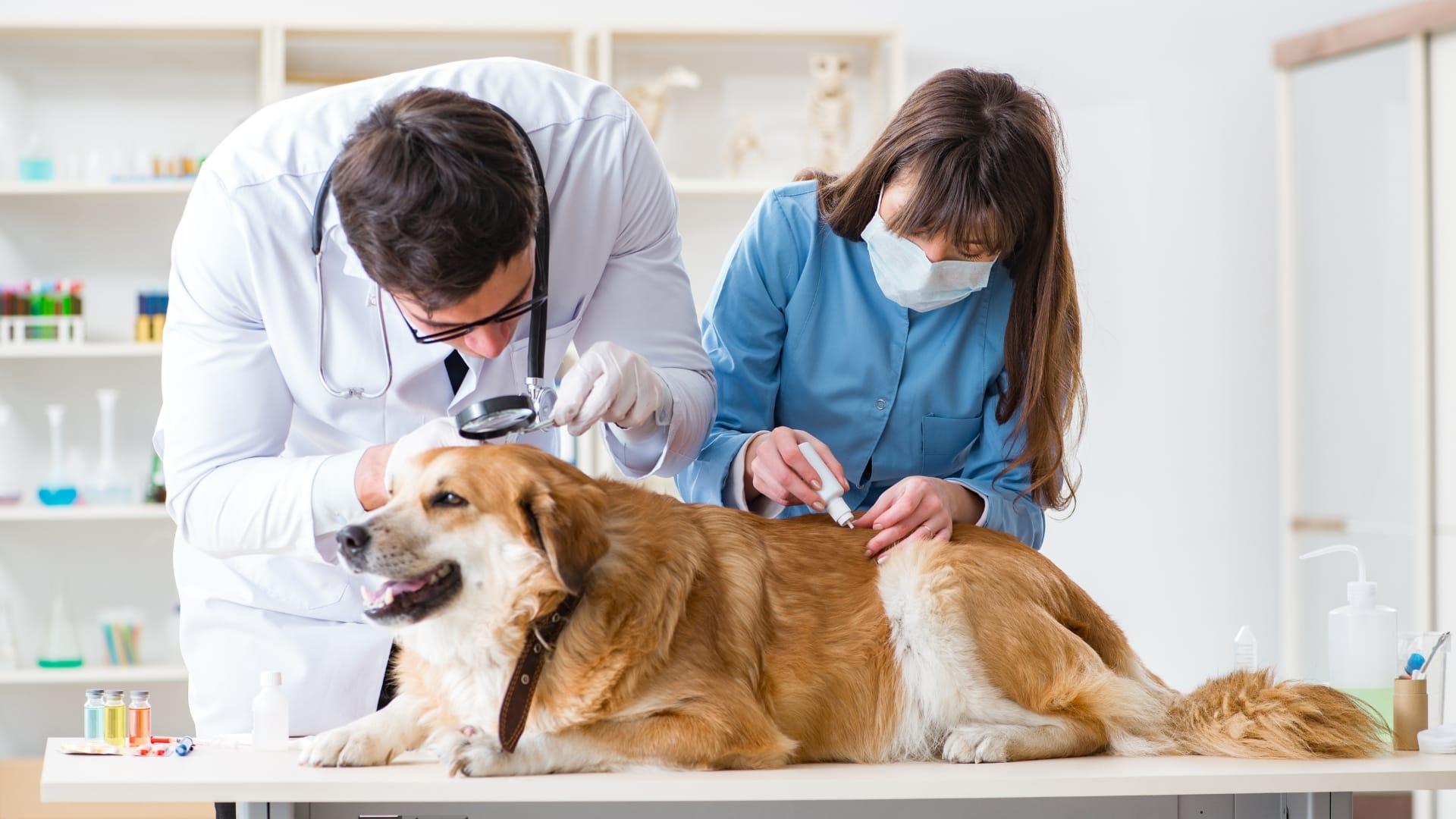 Curso de asistente técnico veterinario