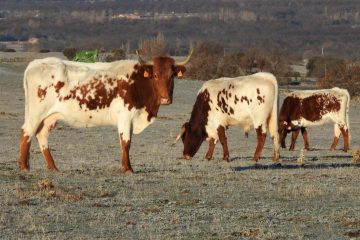Luis Alejandro Sampayo Cabada | La Paradoja del Ganado "Natural": Por Qué las Vacas de Pastoreo Necesitan un Blindaje Inmunológico