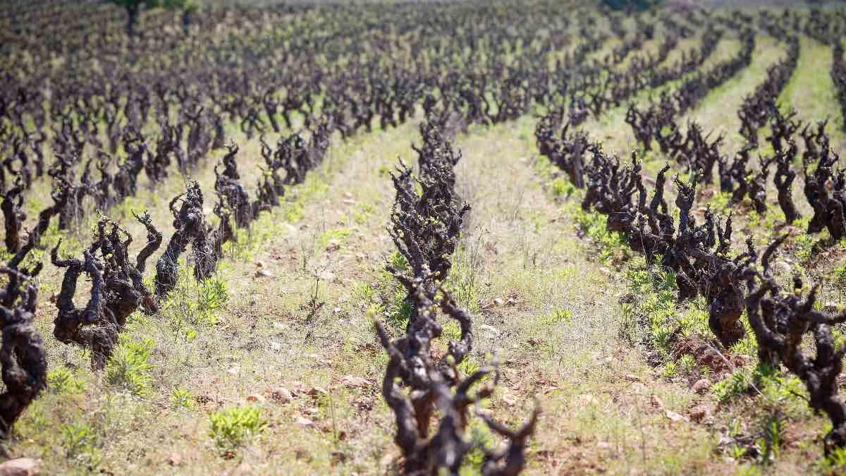 Ayudas formación agraria Castilla y León Ayudas a la formación agraria en Castilla y León