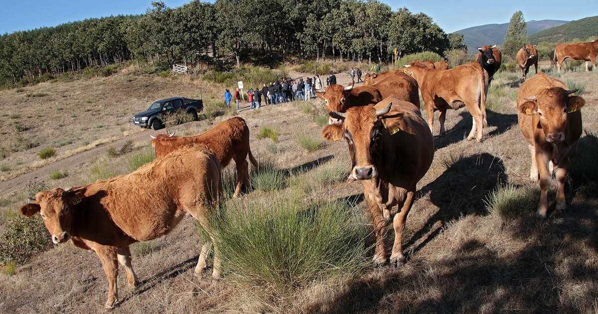 Formación sectores agrario alimentario y forestal Formación agraria y forestal en Castilla y León