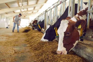 Luis Alejandro Sampayo Cabada | Más allá de tener vacas