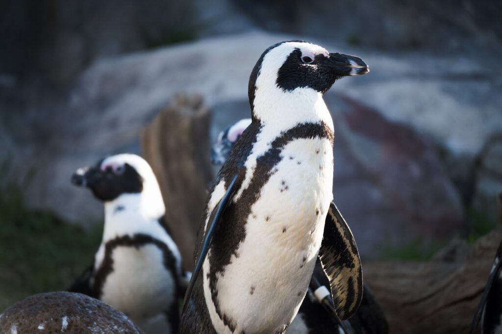 reproducción de los pingüinos