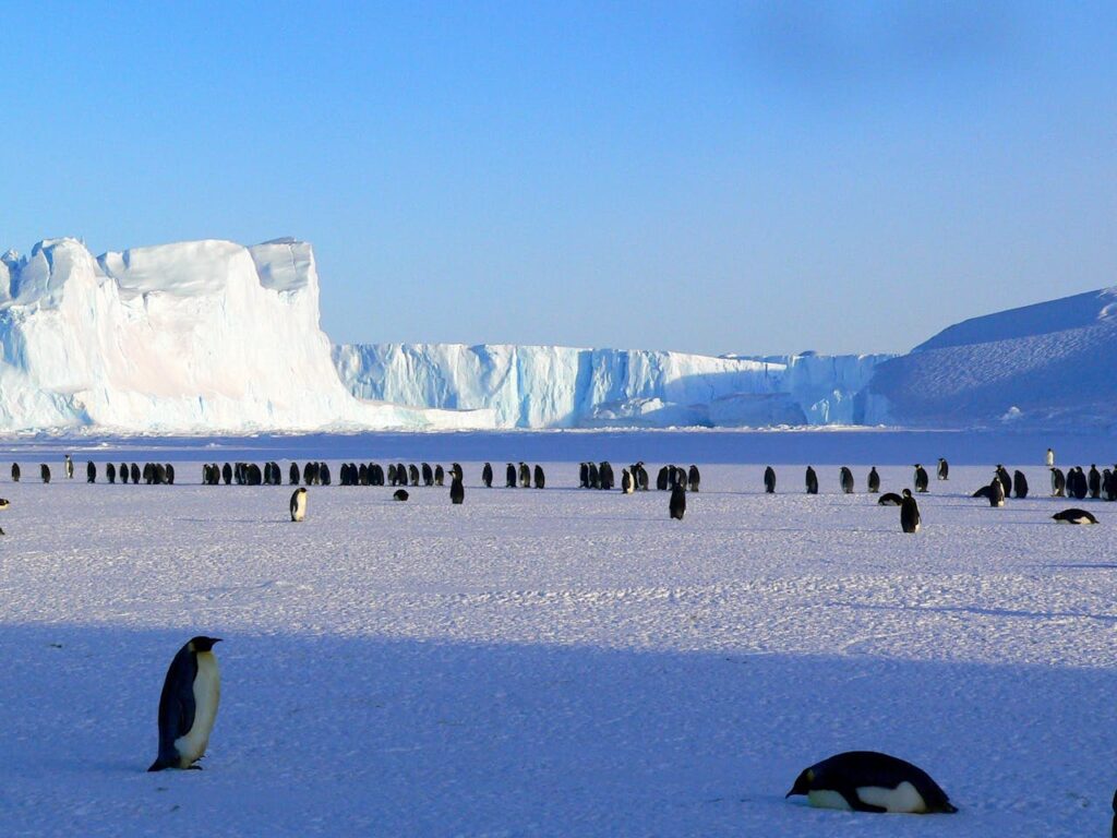 reproducción de los pingüinos