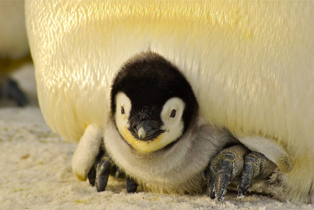 reproducción de los pingüinos