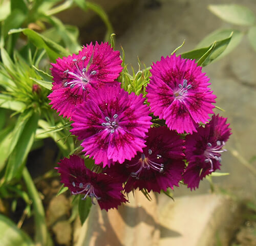Flores en la mesa