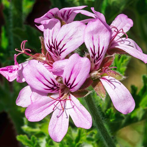 Flores en la mesa