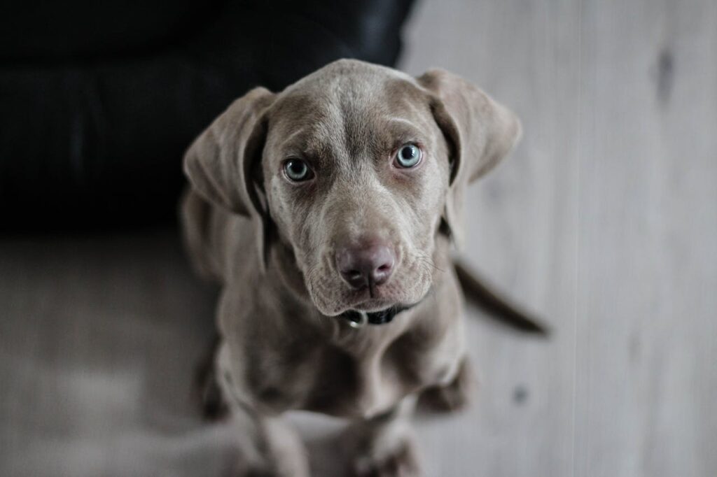Un Mundo Mejor para las Mascotas