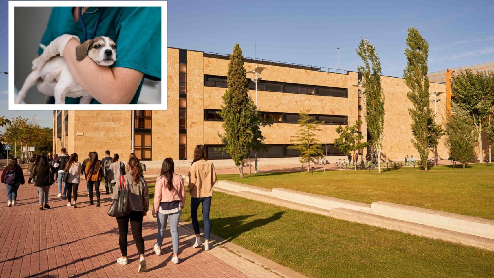 Grado de Veterinaria en la Universidad de Salamanca