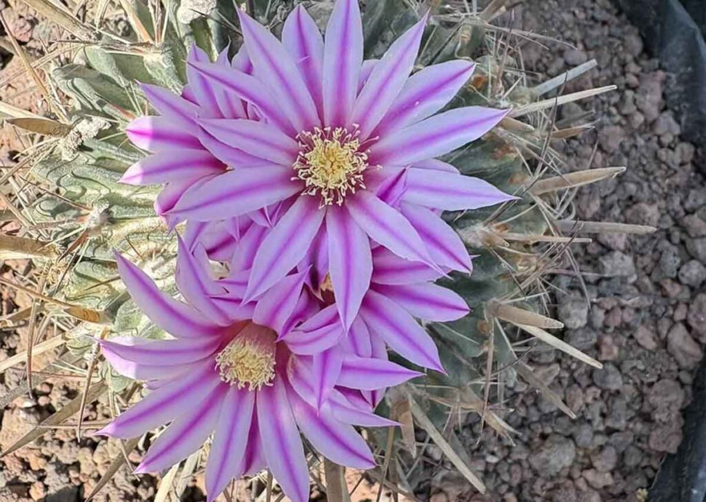 biznagas de Terralago