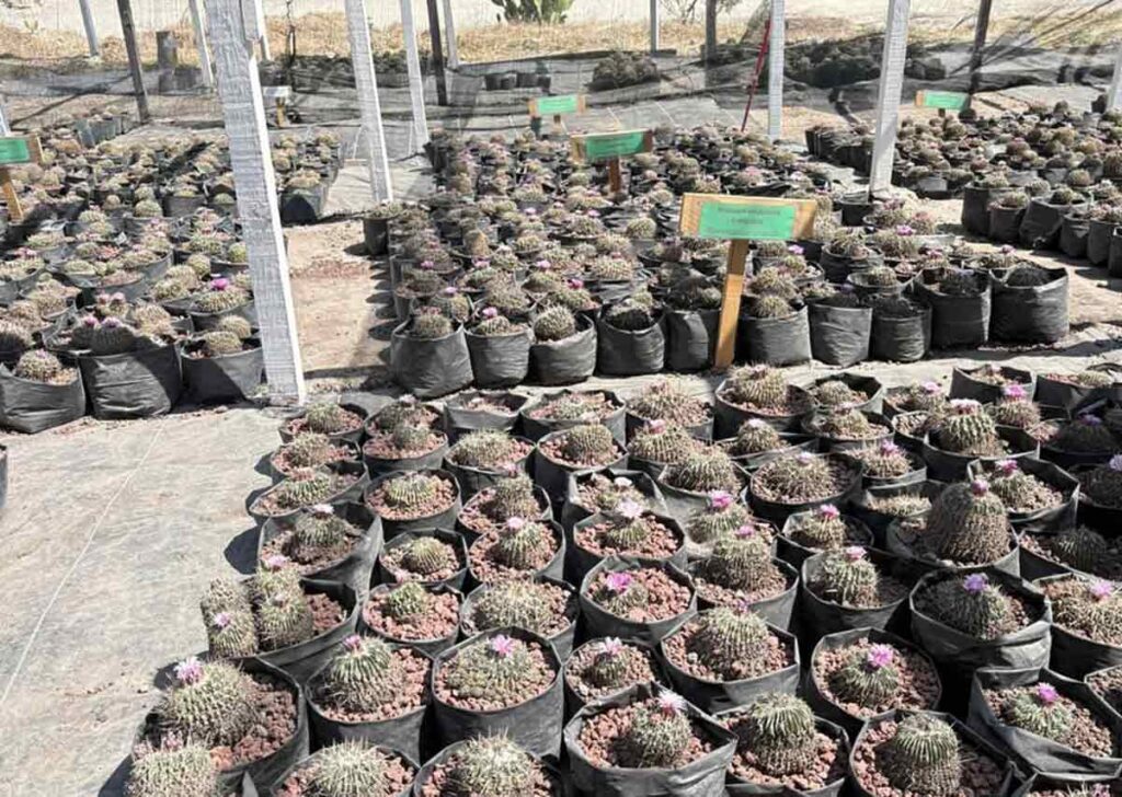 biznagas de Terralago