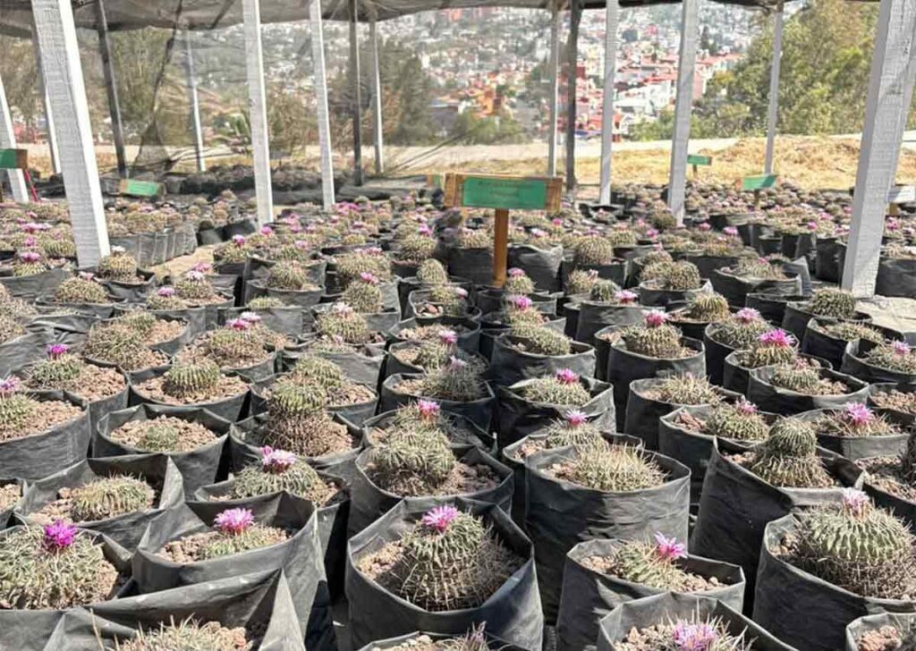 biznagas de Terralago