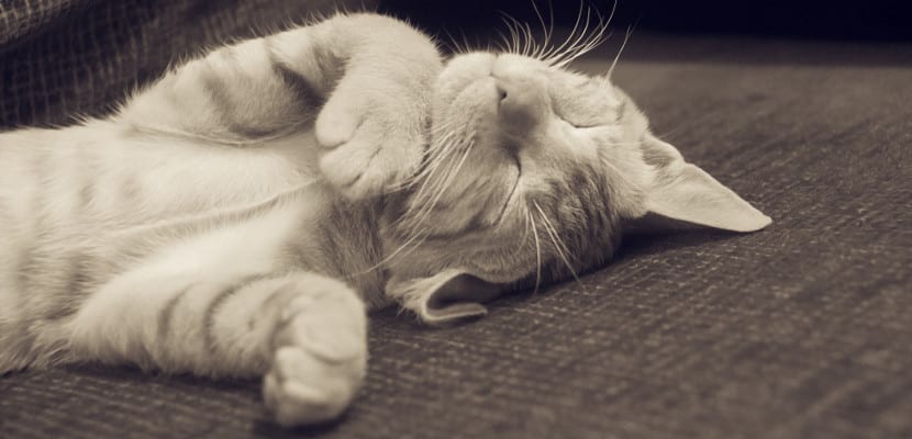 Estudiante durmiendo para combatir la falta de sueño