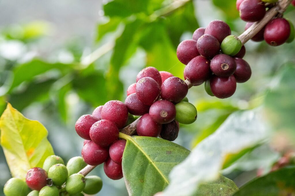 acción climática de Starbucks