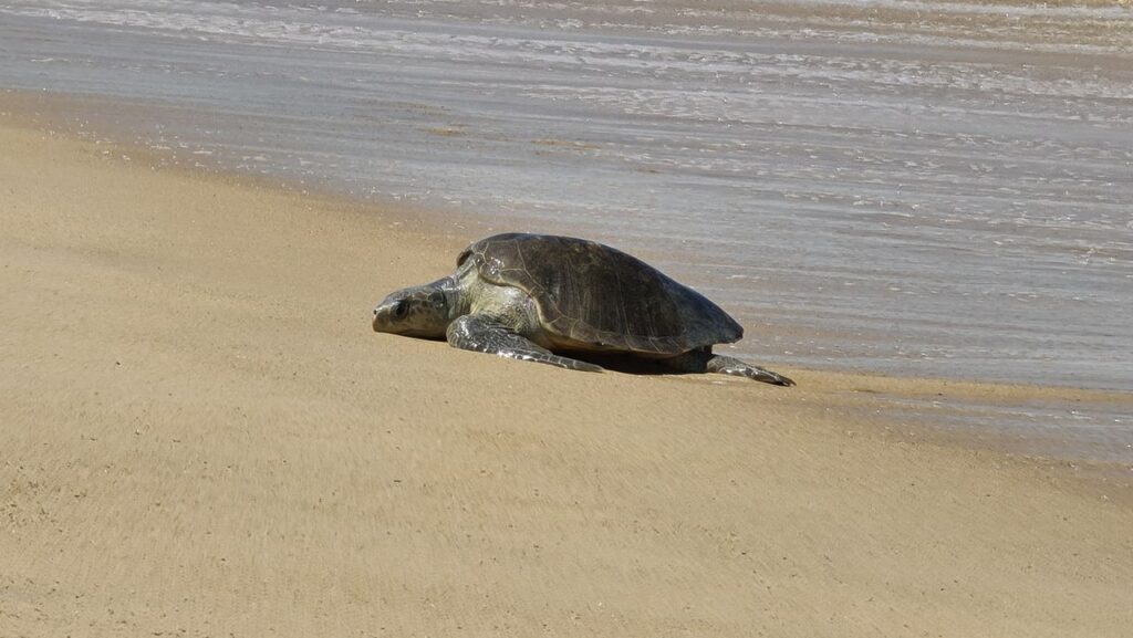  tortuga golfina