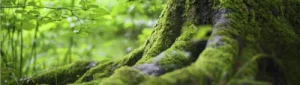 máster de sostenibilidad esg